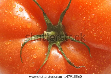 Fresh and plump beefsteak tomato close up on center stalk