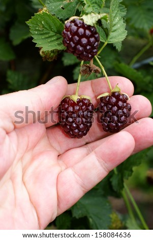 Picking ripe blackberries on a pick your own fruit farm