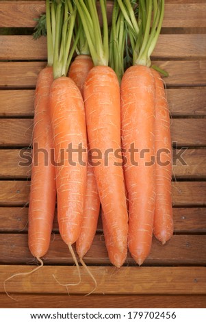 Freshly picked and washed carrots with their tops