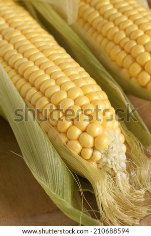 Freshly picked maize or corn ears in their husks