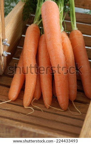 Freshly picked and washed carrots with their tops