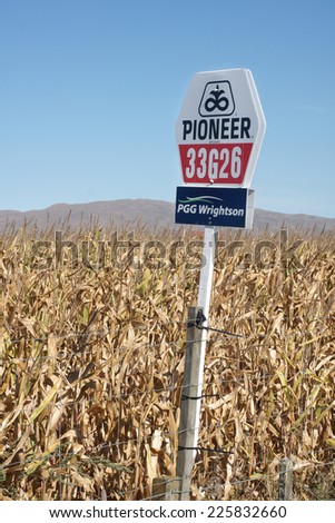 Havelock North, NEW ZEALAND - MARCH 24 2013: Hybrid maize plant Pioneer 33G26 a genetically modified glyphosate resistant crop developed by Pioneer Hi-Bred International Inc.