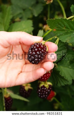 Picking ripe berries on a pick your own fruit farm