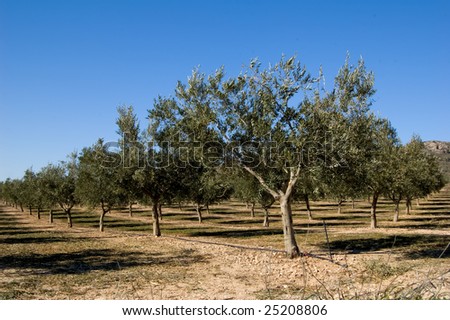 Fields and meadows - Olive tree plantation - Spanish agriculture