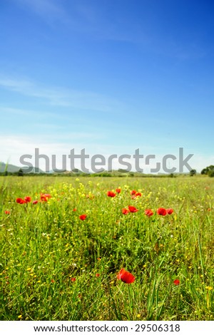 Field at summertime with poppies and wildflowers