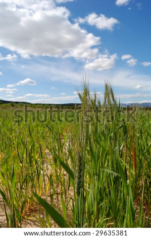 Wheat field with ear of wheat detail