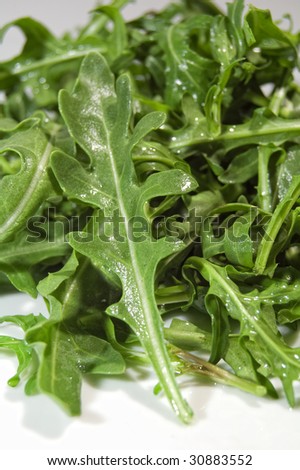 Rocket leaves -Salad herb - Rucola or Rucula