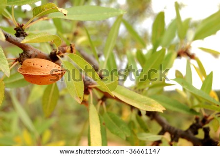 Almond tree detail, branch with ripe fruits at the end of summer