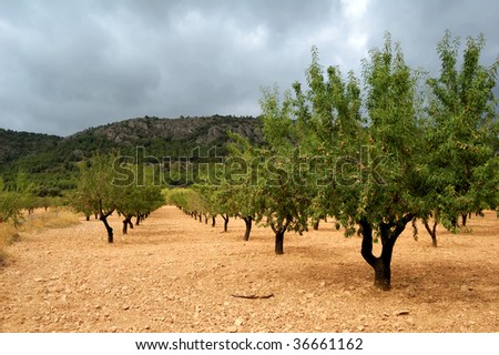 Almond tree at the end of summer, ripe fruits, harvest time