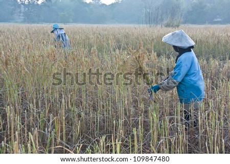 Farmers with the harvest. Winter is the season for harvest To be stored and distributed. Is the main occupation, and income to the country.