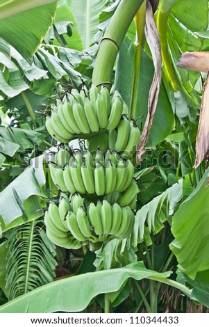 Species Of Banana