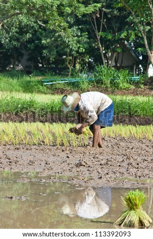Farmers grow rice in the rainy season. They were soaked with water and mud to be prepared for planting.  wait three months to harvest crops.