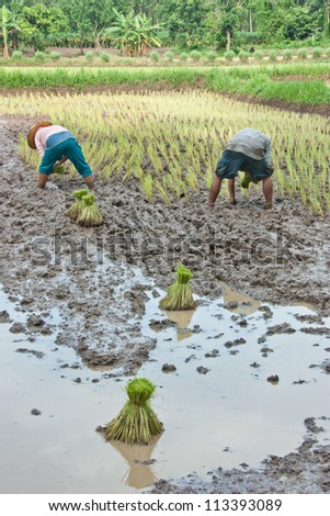 Farmers grow rice in the rainy season. They were soaked with water and mud to be prepared for planting.  wait three months to harvest crops.