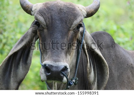 Thailand bovine animals are mammals. Beautiful varieties sold to butchers and popular culture milk.