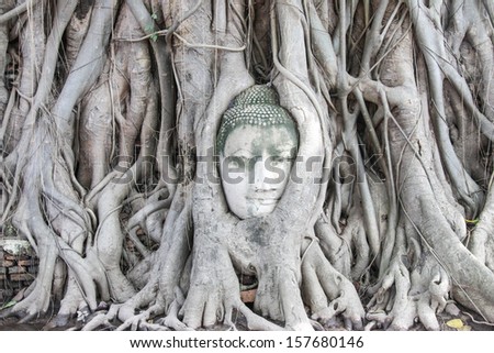 Buddha head in the most exotic Thailand. Buddha head is at the foot of the Bodhi tree, Wat Mahathat. Thailand is a very popular tourist attraction of the city.