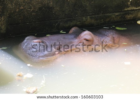Hippopotamus is a large animal teeth, long, fat, thick heavy leather completely. A wildlife reserve. Habits are not very fierce.