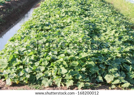 Cabbage is a furrow of soil. To facilitate providing water to plants. And yield good harvest hassle.