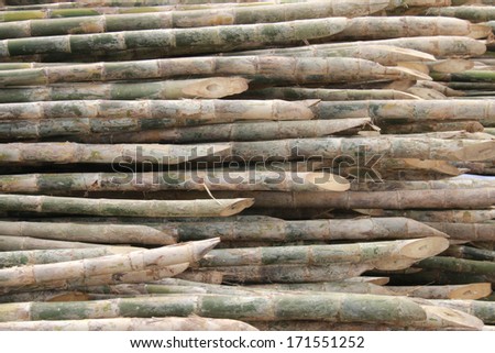 Bamboo is a grass family tree A tall, very Utilized by many. Leaves also become food for the pandas as well.