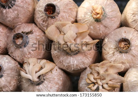 Mushrooms are a fungus that occurs naturally. And can be sold as a cash crop cultivation. Generate income for the family