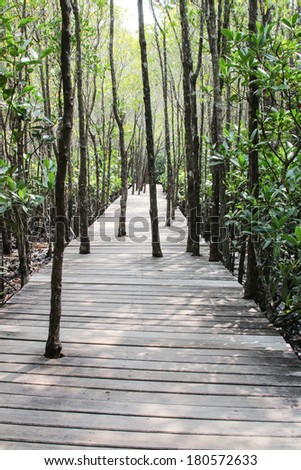 Mangrove forest is formed by the sea. As a Saltwater Plant A habitat for many marine animals. A major attraction
