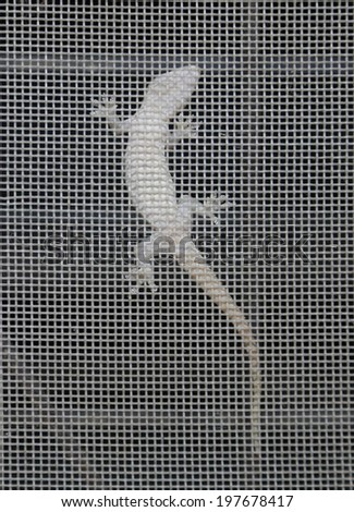 House lizard tail (English: Flat-tailed house gecko; Scientific name: Hemidactylus platyurus) reptile species. House lizard genus Wong lizards and geckos