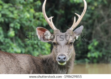 Deer are wild animals in the wild. Food is typical grass Usually found in grasslands Turrets.Good a natural Shineys