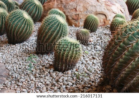 Cactus is a plant in the desert. The cactus is a perennial Even in the dry arid desert to die without it.