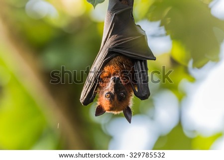 The bat is in the mammal. There is a small body with wings fly. Bats are the second largest mammal.