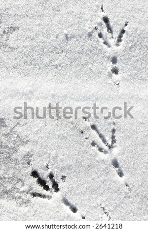 bird´s footsteps on snow