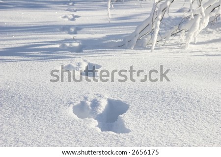 Footprints of a rabbit.