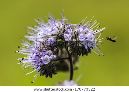 close up of a purple flower with flying insect.