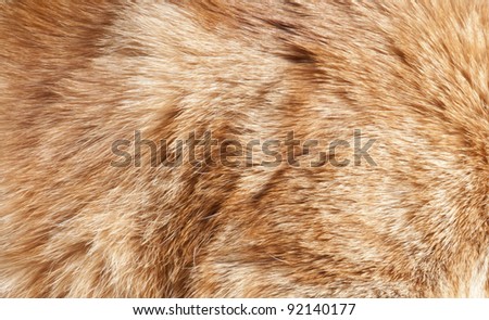 cat fur