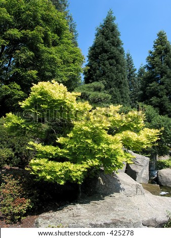 Full-size view of tiny japanese tree