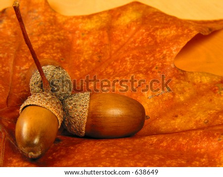 Close-up of nuts on a leaf and wood background, very warm
