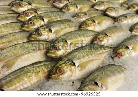 fresh mackerels in well organized
