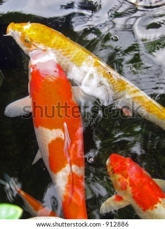stock photo Japanese Koi fish