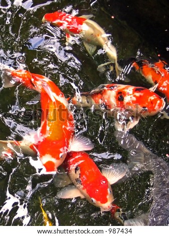 stock photo Japanese Koi fish