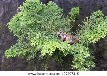 Tree Branch Arbor