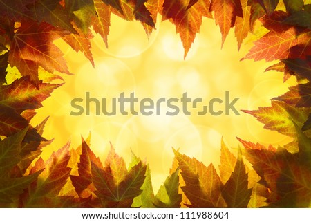 Fall Maple Tree Leaves Border with Blurred Defocused Background
