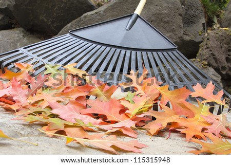Raking Fallen Oak Tree Leaves from Backyard Stone Pavers Patio in Autumn Closeup
