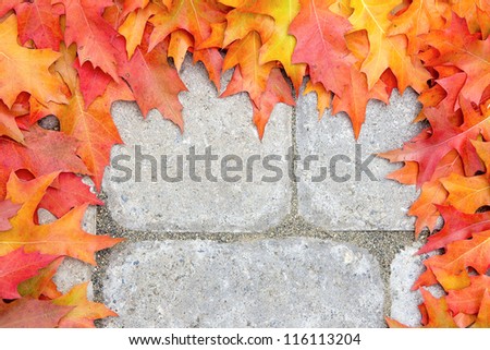 Fall Oak Tree Leaves Frame Over Stone Bricks Paver Patio