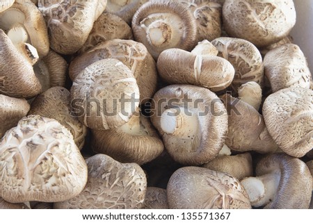 Fresh Shiitake Mushrooms at Southeast Asian Farmers Market Closeup