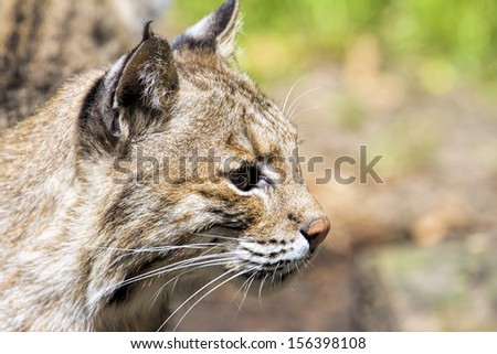 Bobcat Lynx Rufus Wild Cat Side Profile Portrait Closeup