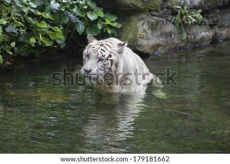 White Bengal Tiger Wading in Water in Tropical Climate Lake
