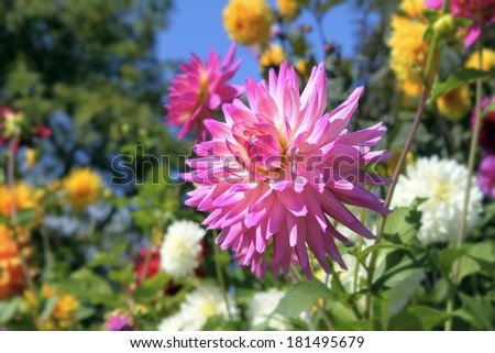 Pink Dahlia Flower Closeup Among Other Colorful Dahlia Flowers in Blurred Background