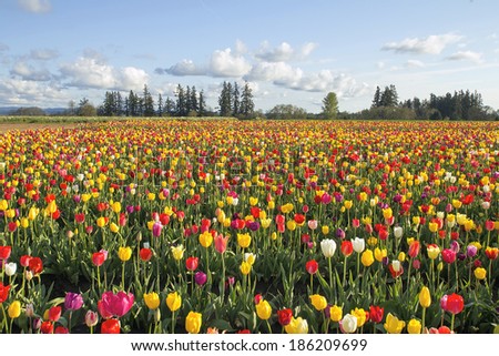 Field of Colorful Tulip Flowers in Bloom During Spring Season Landscape at Oregon Tulip Farm