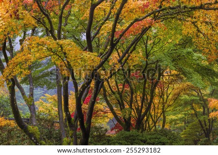 Japanese Maple Tree Canopy at Portland Japanese Garden in Autumn