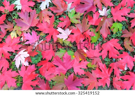 Maple Leaves in Changing Fall Season Colors on New Zealand Burr Ground Cover Background Illustration
