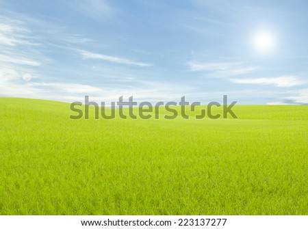Rice field green grass blue sky cloud cloudy landscape background