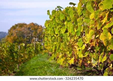 Nature background with Vineyard. Wine concept